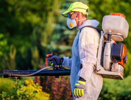 Eco-Friendly Pest Control Solutions for Your Home