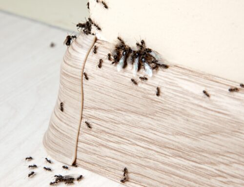 Preventing Ant Infestations: Tips and Tricks